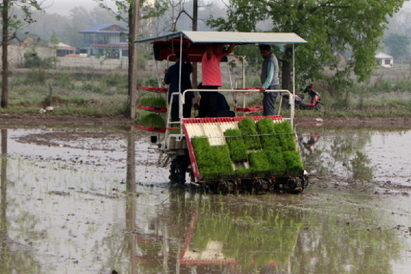 मेसिनबाट धान रोपाइँमा किसानको आकर्षण